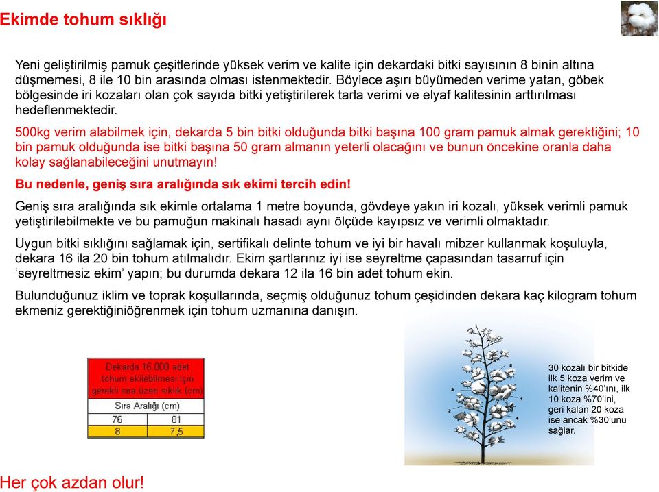 500kg verim alabilmek için, dekarda 5 bin bitki olduğunda bitki başına 100 gram pamuk almak gerektiğini; 10 bin pamuk olduğunda ise bitki başına 50 gram almanın yeterli olacağını ve bunun öncekine