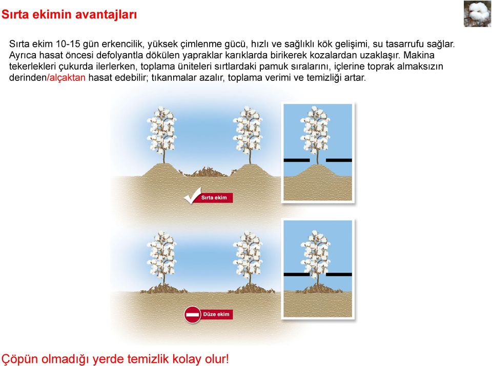 Makina tekerlekleri çukurda ilerlerken, toplama üniteleri sırtlardaki pamuk sıralarını, içlerine toprak almaksızın