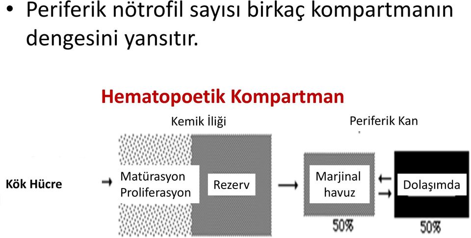 Hematopoetik Kompartman Kemik İliği Periferik