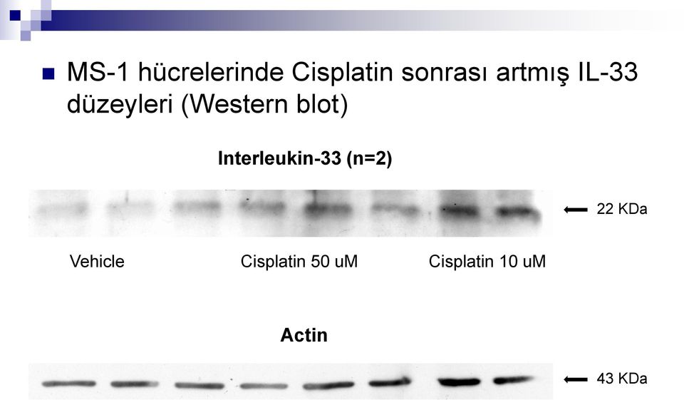 Interleukin-33 (n=2) 22 KDa Vehicle