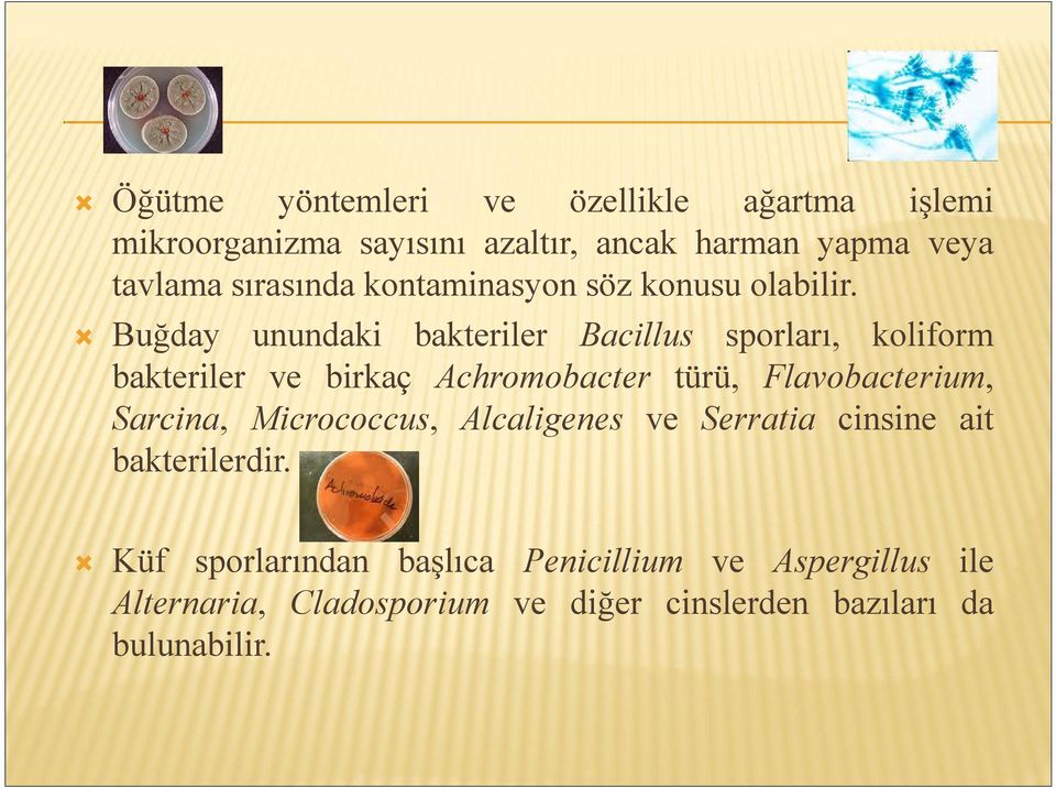 Buğday unundaki bakteriler Bacillus sporları, koliform bakteriler ve birkaç Achromobacter türü, Flavobacterium,