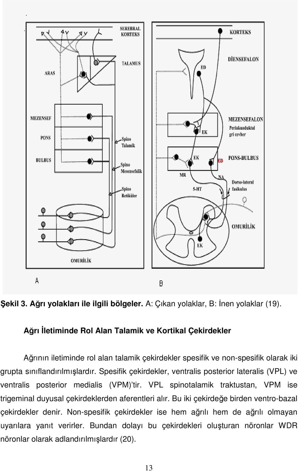 Spesifik çekirdekler, ventralis posterior lateralis (VPL) ve ventralis posterior medialis (VPM) tir.