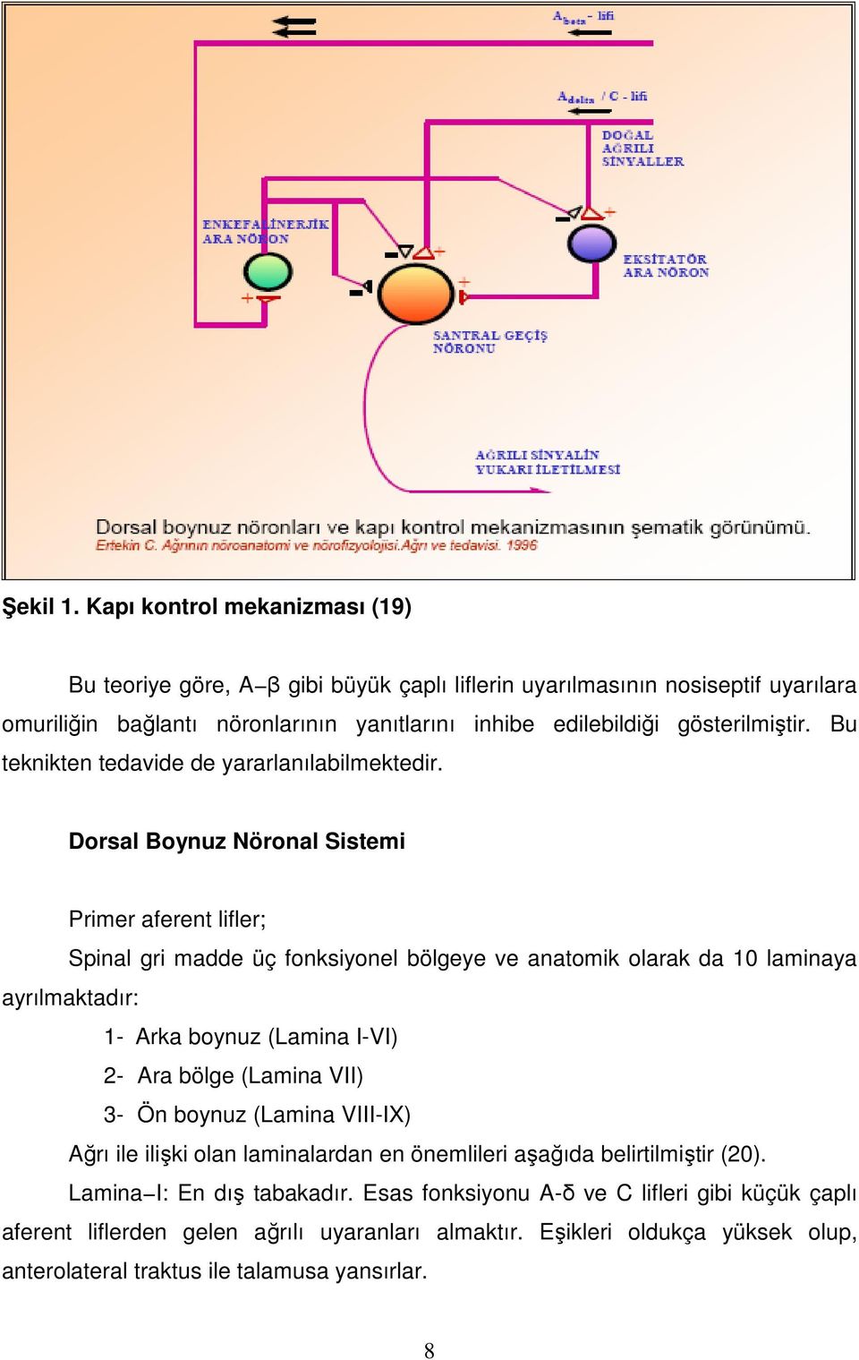 gösterilmiştir. Bu teknikten tedavide de yararlanılabilmektedir.