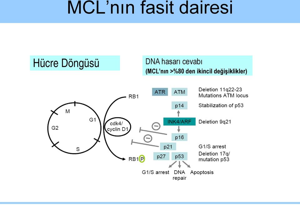 hasarı cevabı (MCL nın