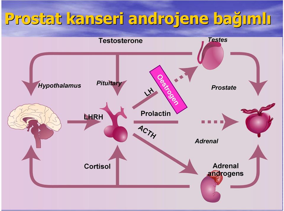 Pituitary LH Oestrogen Prostate LHRH