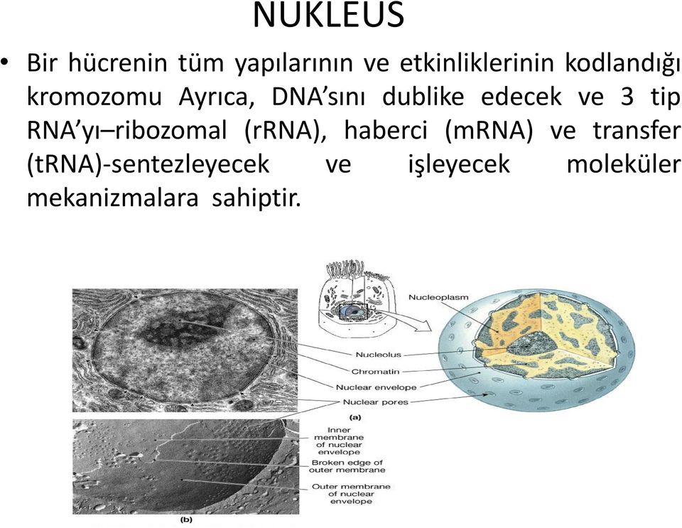 tip RNA yı ribozomal (rrna), haberci (mrna) ve transfer