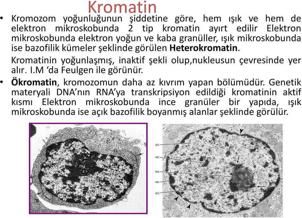 Kromatinin yoğunlaşmış, inaktif şekli olup,nukleusun çevresinde yer alır. I.M da Feulgen ile görünür.