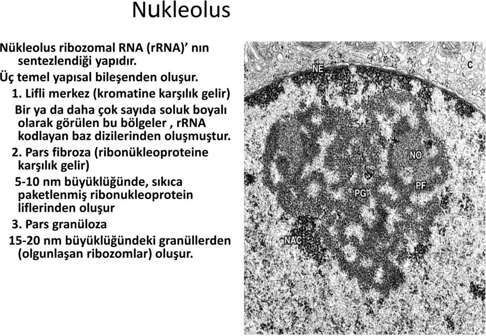 kodlayan baz dizilerinden oluşmuştur. 2.