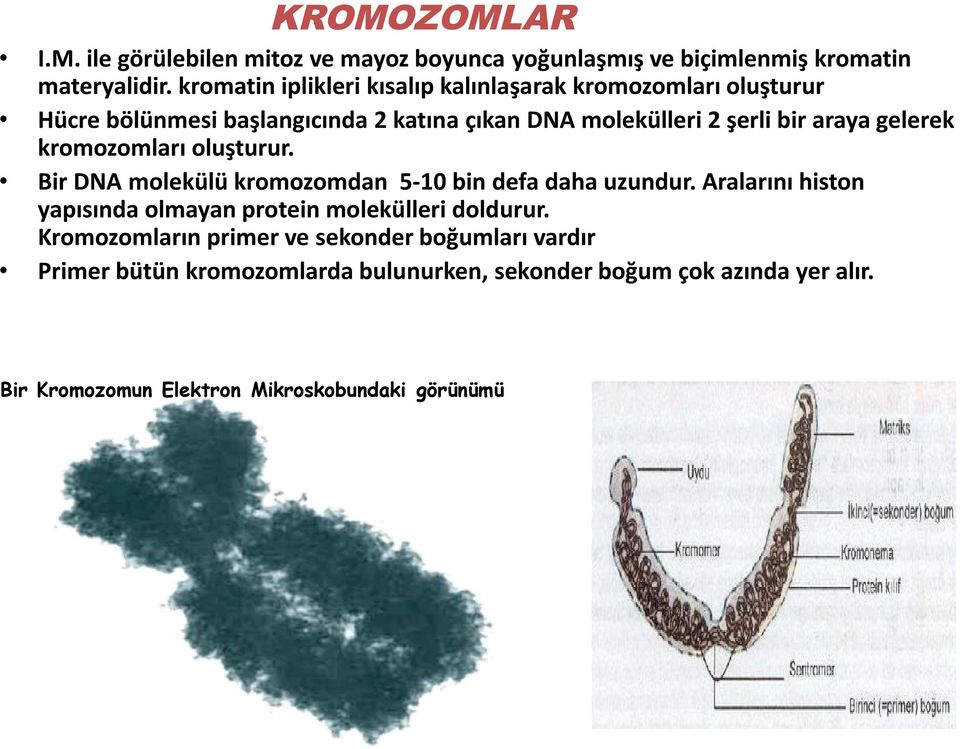 gelerek kromozomları oluşturur. Bir DNA molekülü kromozomdan 5-10 bin defa daha uzundur.