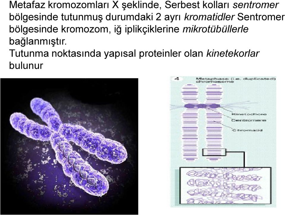 bölgesinde kromozom, iğ iplikçiklerine mikrotübüllerle