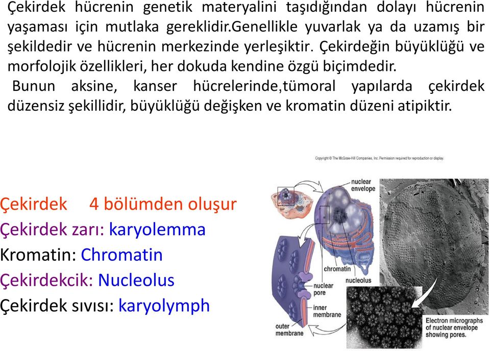 Çekirdeğin büyüklüğü ve morfolojik özellikleri, her dokuda kendine özgü biçimdedir.