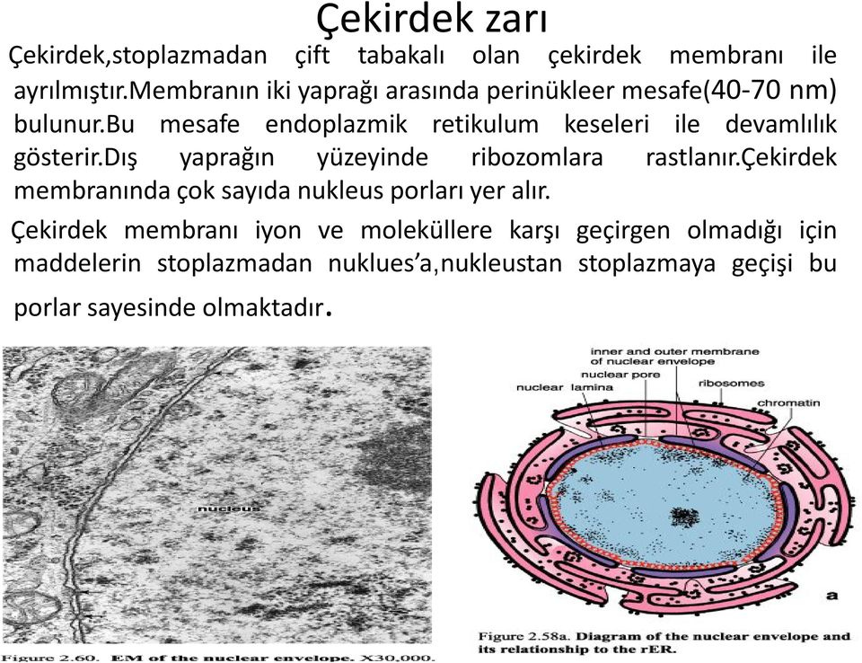 bu mesafe endoplazmik retikulum keseleri ile devamlılık gösterir.dış yaprağın yüzeyinde ribozomlara rastlanır.