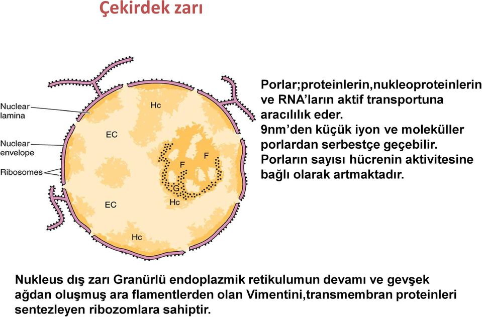 Porların sayısı hücrenin aktivitesine bağlı olarak artmaktadır.