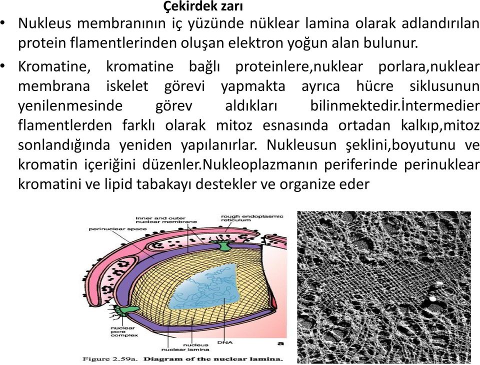 aldıkları bilinmektedir.intermedier flamentlerden farklı olarak mitoz esnasında ortadan kalkıp,mitoz sonlandığında yeniden yapılanırlar.