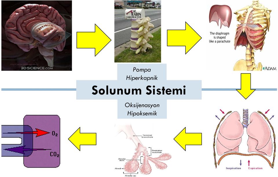 Solunum