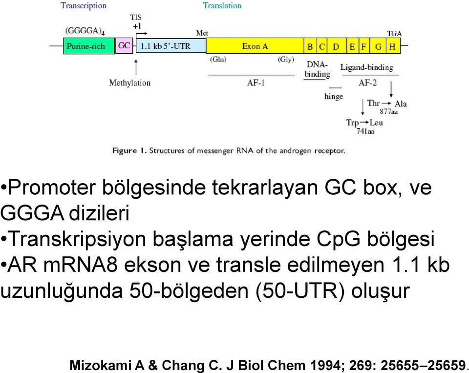 ve transle edilmeyen 1.