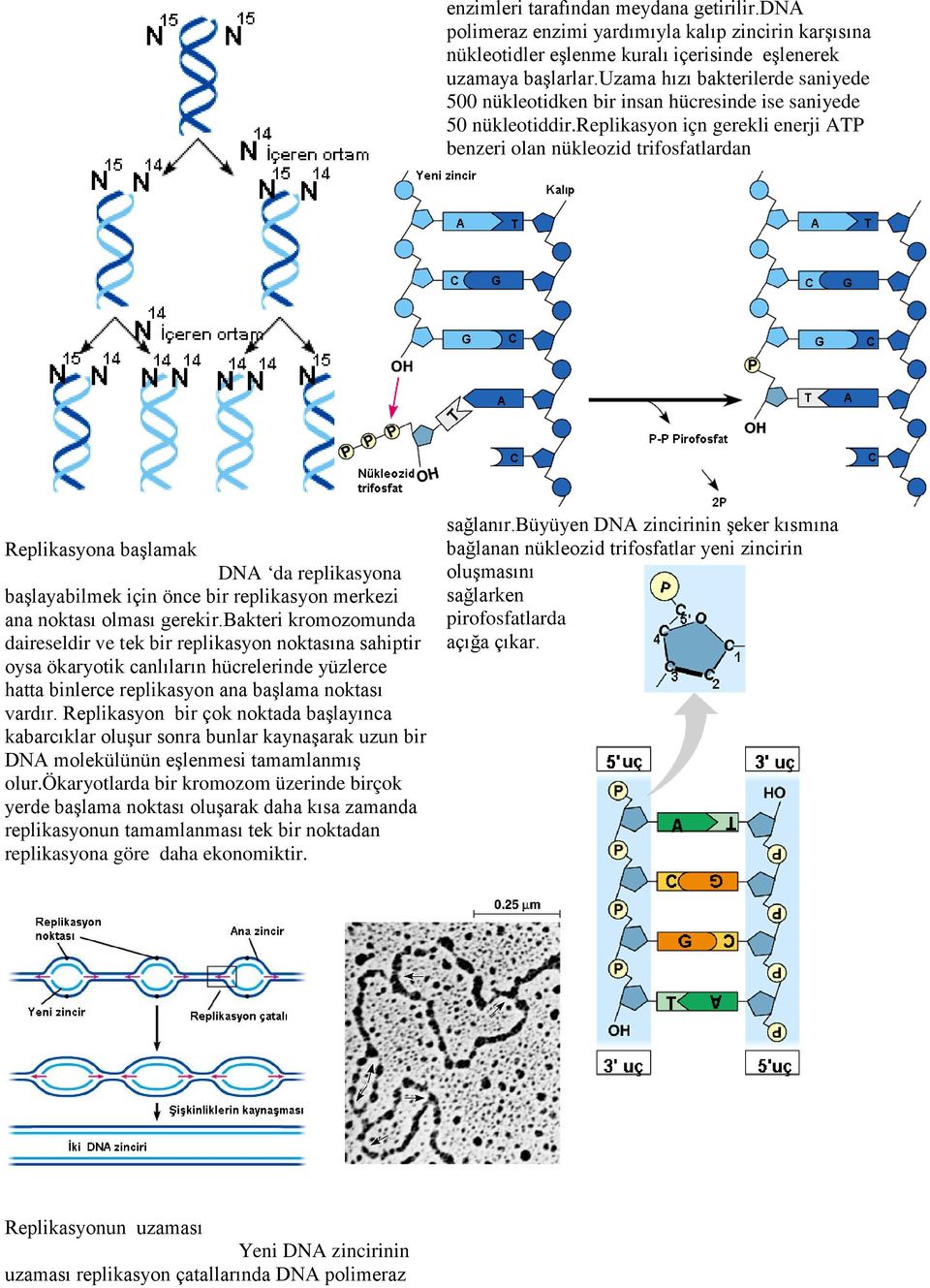 replikasyon içn gerekli enerji ATP benzeri olan nükleozid trifosfatlardan Replikasyona başlamak DNA da replikasyona başlayabilmek için önce bir replikasyon merkezi ana noktası olması gerekir.