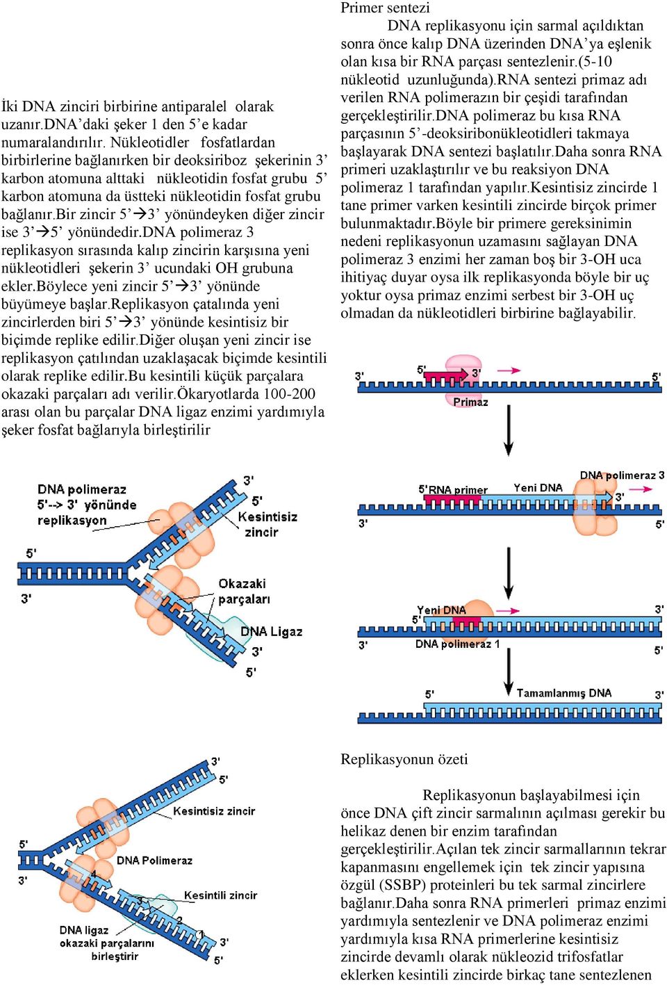 bir zincir 5 3 yönündeyken diğer zincir ise 3 5 yönündedir.dna polimeraz 3 replikasyon sırasında kalıp zincirin karşısına yeni nükleotidleri şekerin 3 ucundaki OH grubuna ekler.