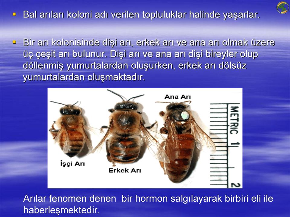 Dişi arı ve ana arı dişi bireyler olup döllenmiş yumurtalardan oluşurken, erkek arı