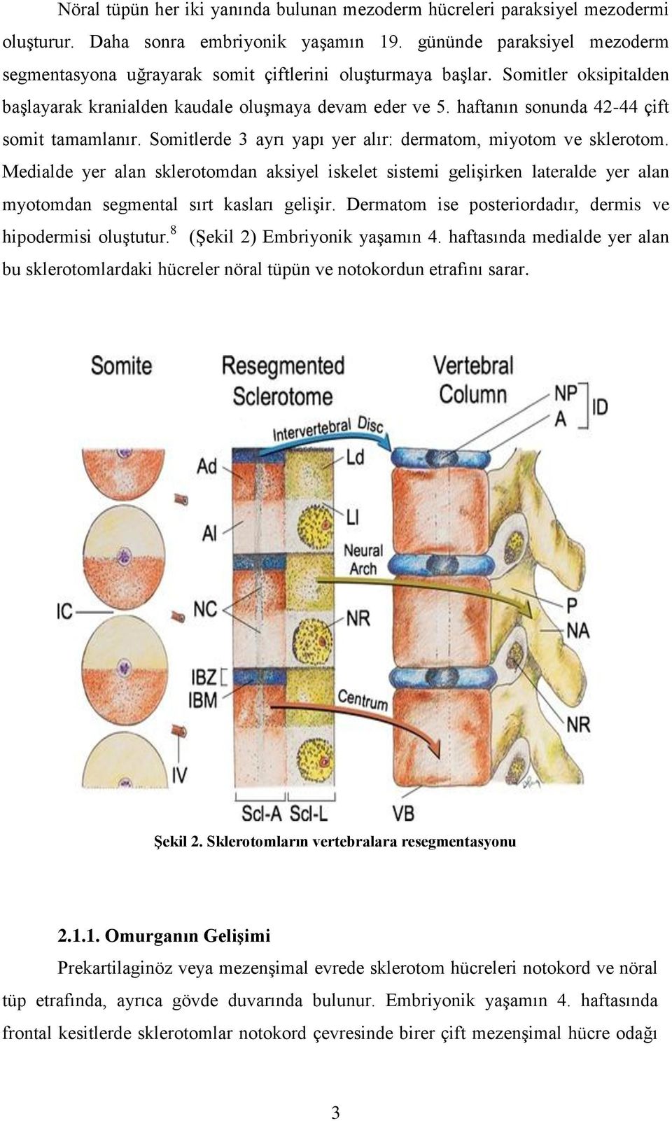 haftanın sonunda 42-44 çift somit tamamlanır. Somitlerde 3 ayrı yapı yer alır: dermatom, miyotom ve sklerotom.