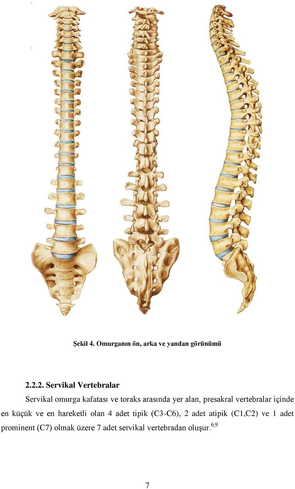 alan, presakral vertebralar içinde en küçük ve en hareketli olan 4 adet tipik