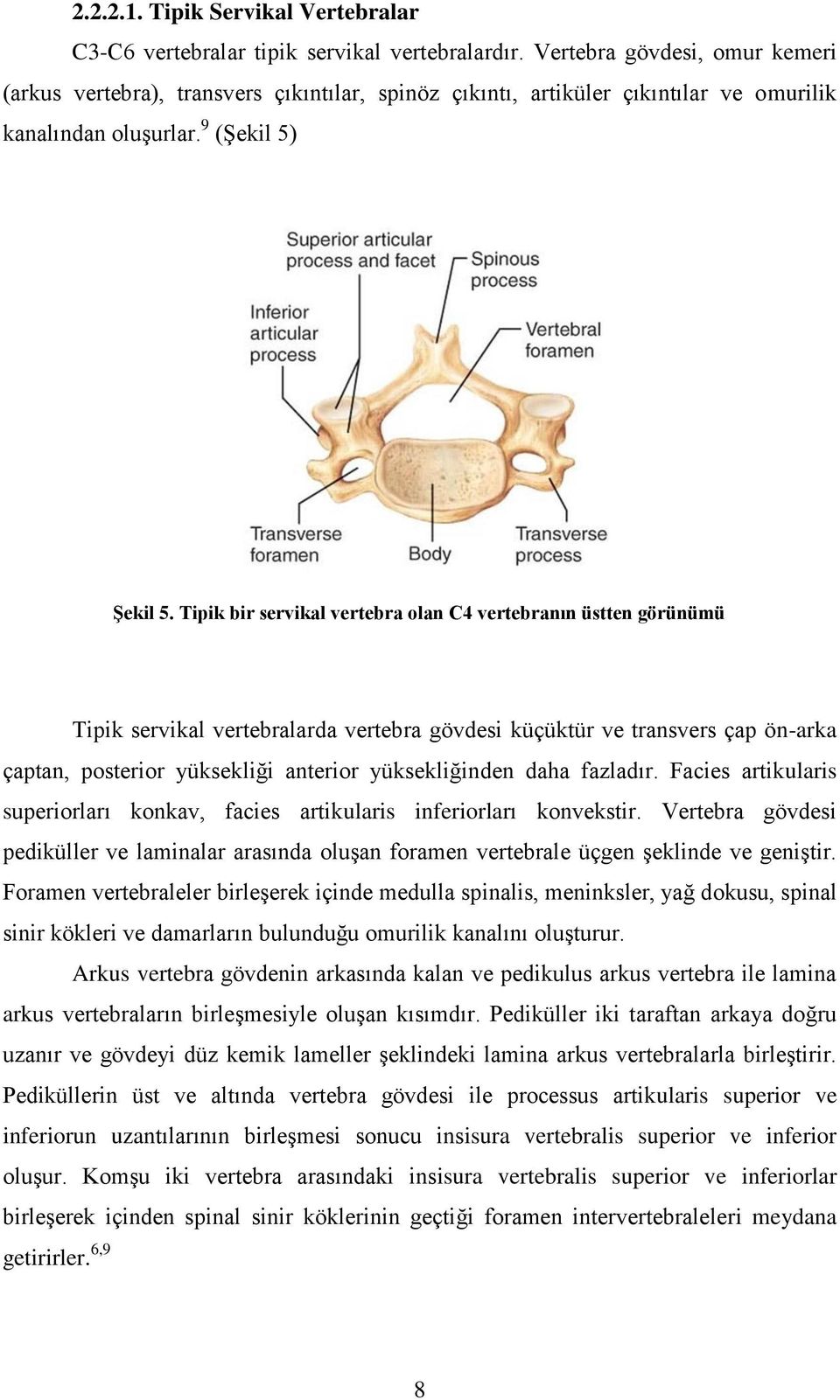 Tipik bir servikal vertebra olan C4 vertebranın üstten görünümü Tipik servikal vertebralarda vertebra gövdesi küçüktür ve transvers çap ön-arka çaptan, posterior yüksekliği anterior yüksekliğinden