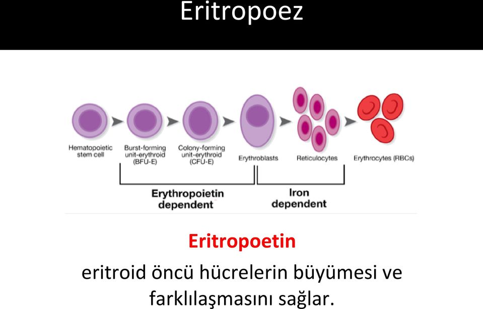 eritroid öncü