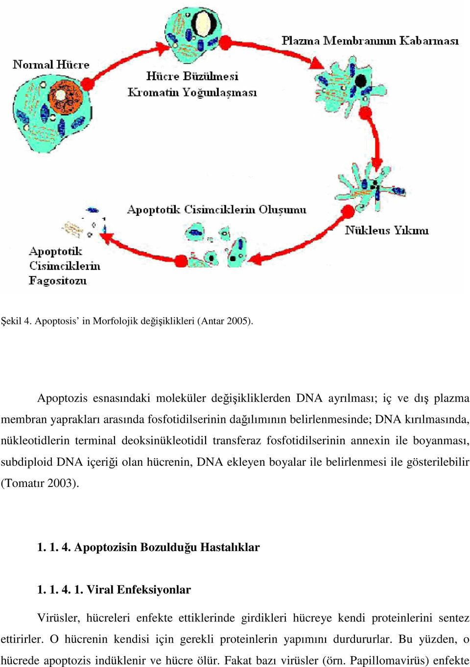 terminal deoksinükleotidil transferaz fosfotidilserinin annexin ile boyanması, subdiploid DNA içeriği olan hücrenin, DNA ekleyen boyalar ile belirlenmesi ile gösterilebilir (Tomatır 2003). 1. 1. 4.