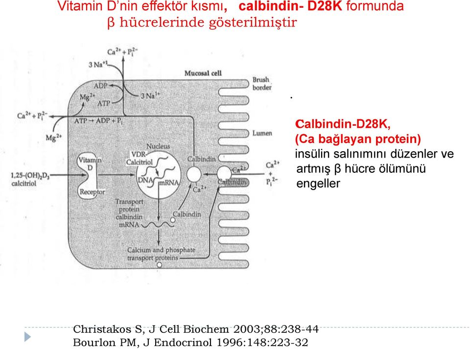 Calbindin-D28K, (Ca bağlayan protein) insülin salınımını düzenler