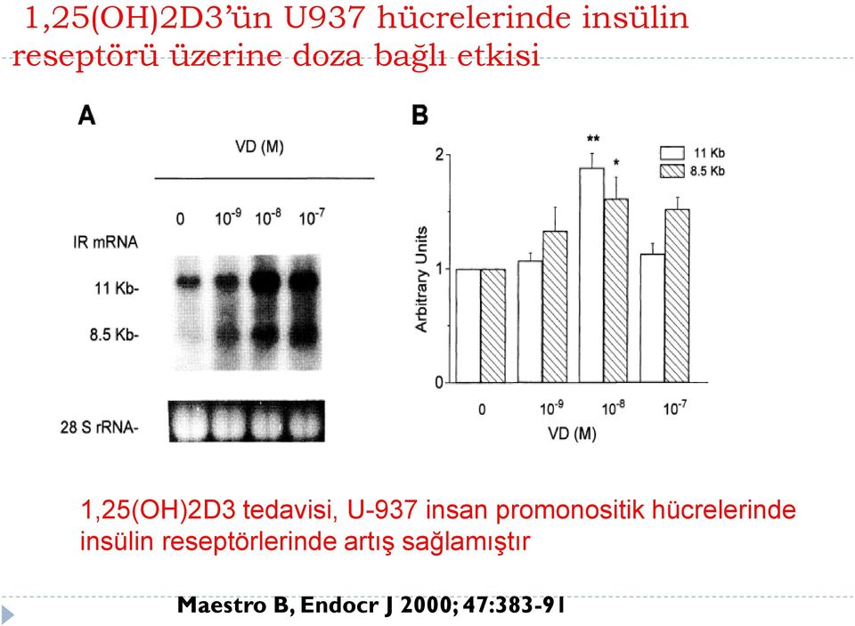 insan promonositik hücrelerinde insülin