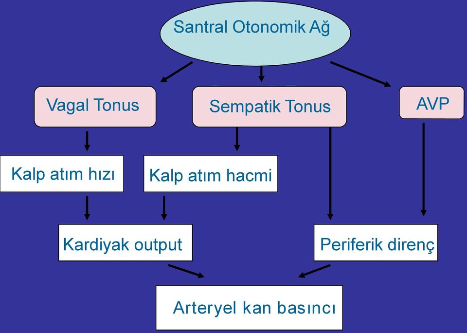 AVP Kalp atım hızı Kalp atım hacmi