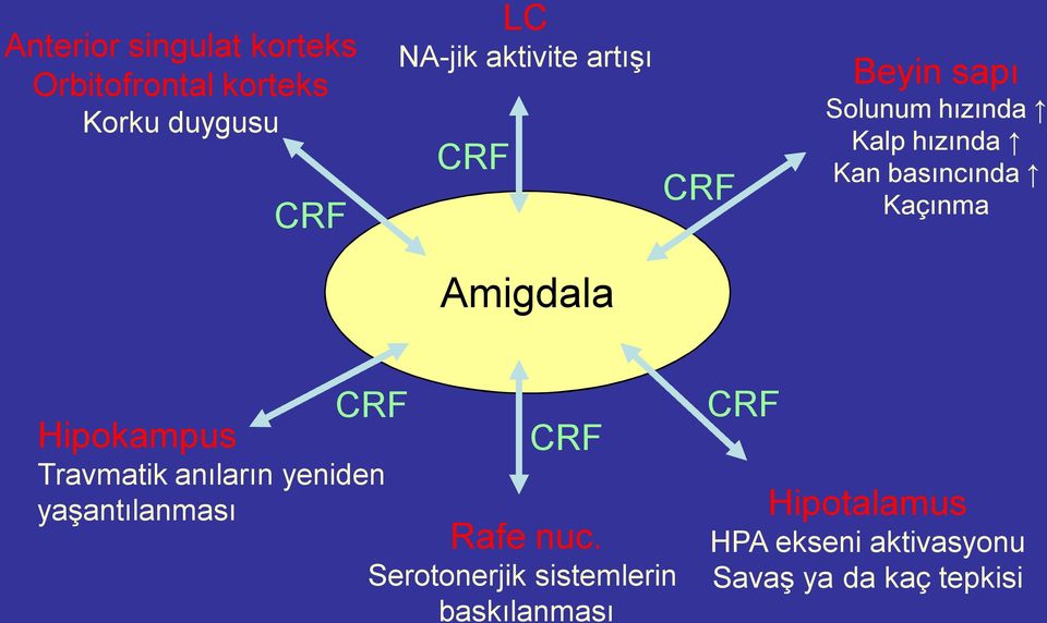 Amigdala CRF Hipokampus Travmatik anıların yeniden yaşantılanması CRF Rafe nuc.