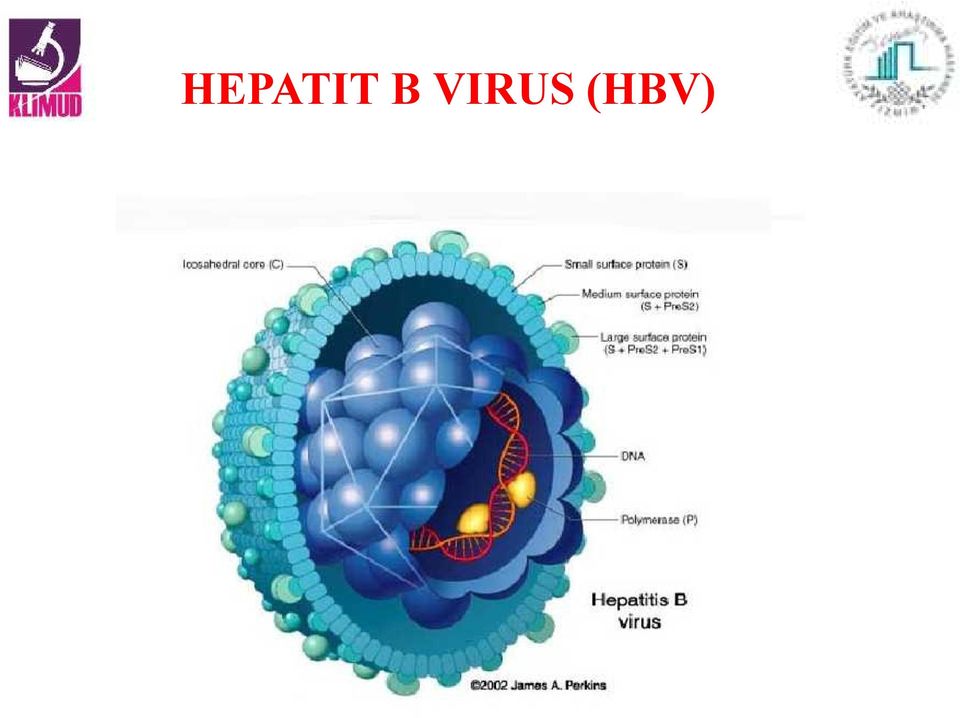(HBV)