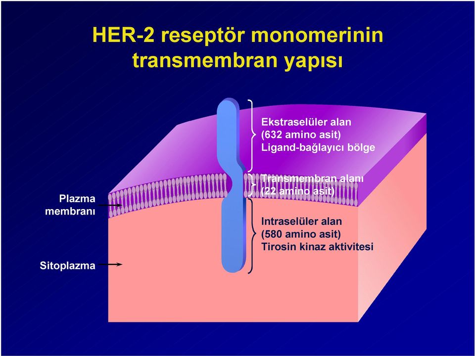 Plazma membranı Sitoplazma Transmembran alanı (22