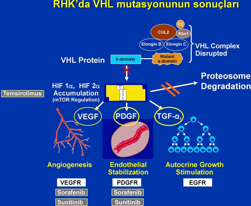 Regulation) Proteosome Degradation VEGF PDGF TGF-α, Angiogenesis Endothelial