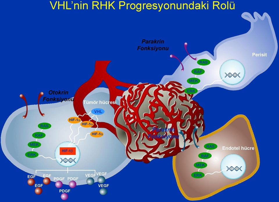 HIF-1 HIF-1 HIF-1 Parakrin Fonksiyonu MEK ERK HIF-1 RAF RAS