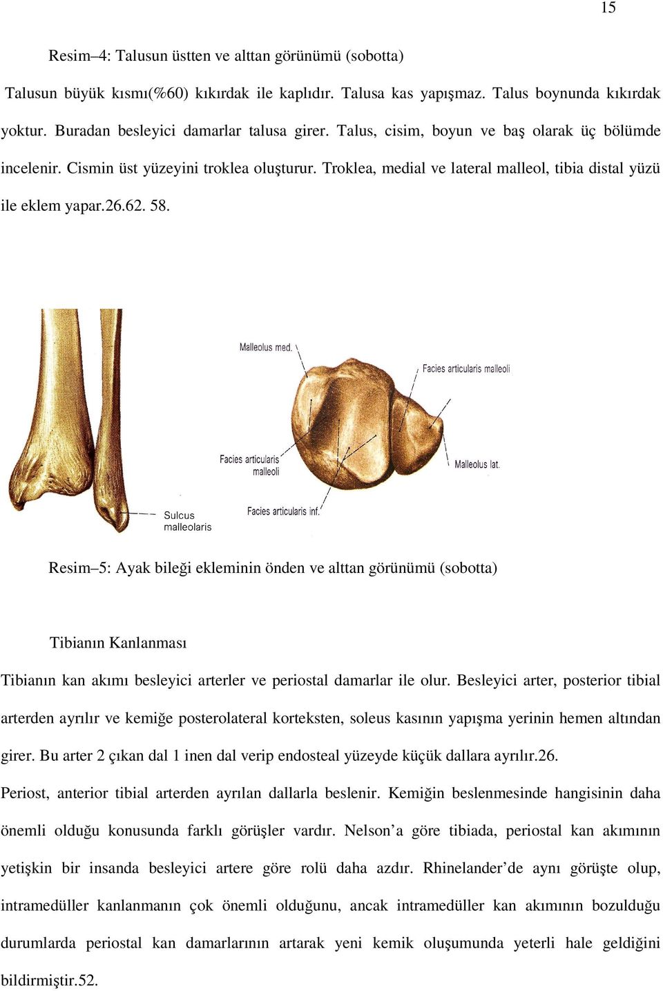 Resim 5: Ayak bileği ekleminin önden ve alttan görünümü (sobotta) Tibianın Kanlanması Tibianın kan akımı besleyici arterler ve periostal damarlar ile olur.