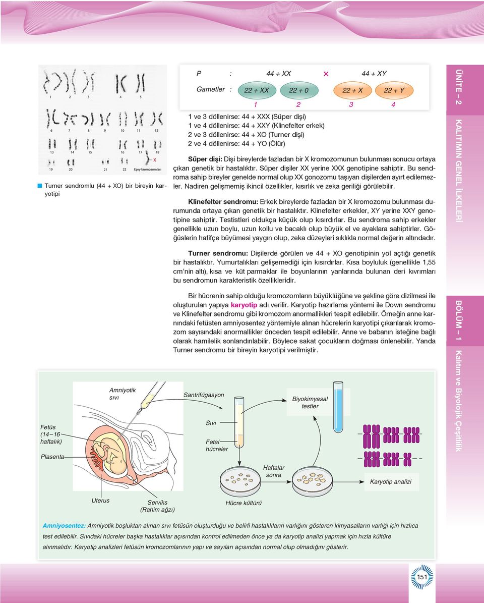 ortaya çıkan genetik bir hastalıktır. Süper dişiler XX yerine XXX genotipine sahiptir. Bu sendroma sahip bireyler genelde normal olup XX gonozomu taşıyan dişilerden ayırt edilemezler.