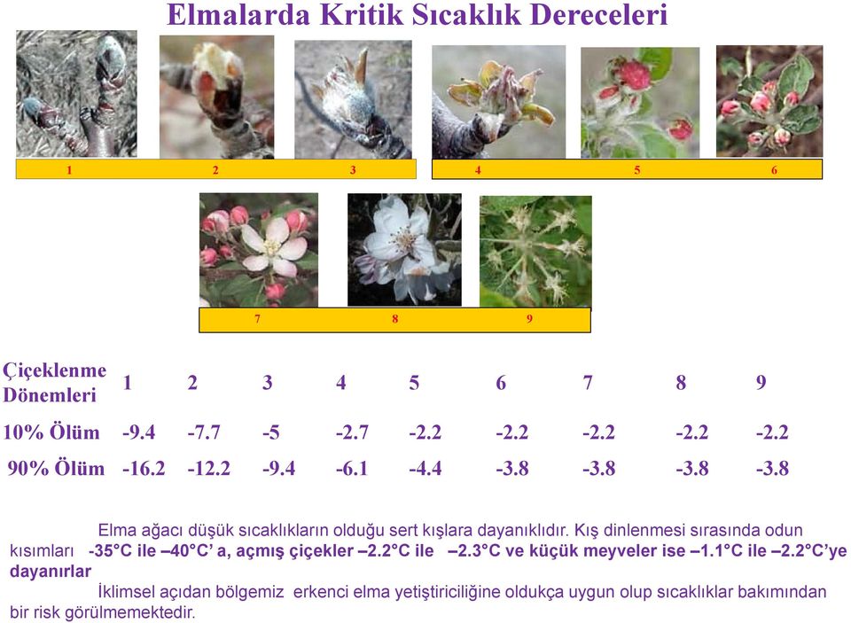 2 C ye dayanırlar İklimsel açıdan bölgemiz erkenci elma yetiştiriciliğine oldukça uygun olup sıcaklıklar bakımından bir risk