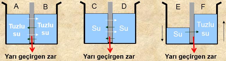 A-B bölmeleri ile C-D bölmelerinde yoğunluklar birbirlerine eşit olduğundan su moleküllerinin de geçişleri