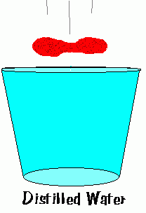 Turgor: Hücre içerisindeki suyun hücre zarına (yada çepere) yaptığı basınça turgor basıncı denir. Hücreye giren su miktarı arttıkça turgor basıncı da artar.