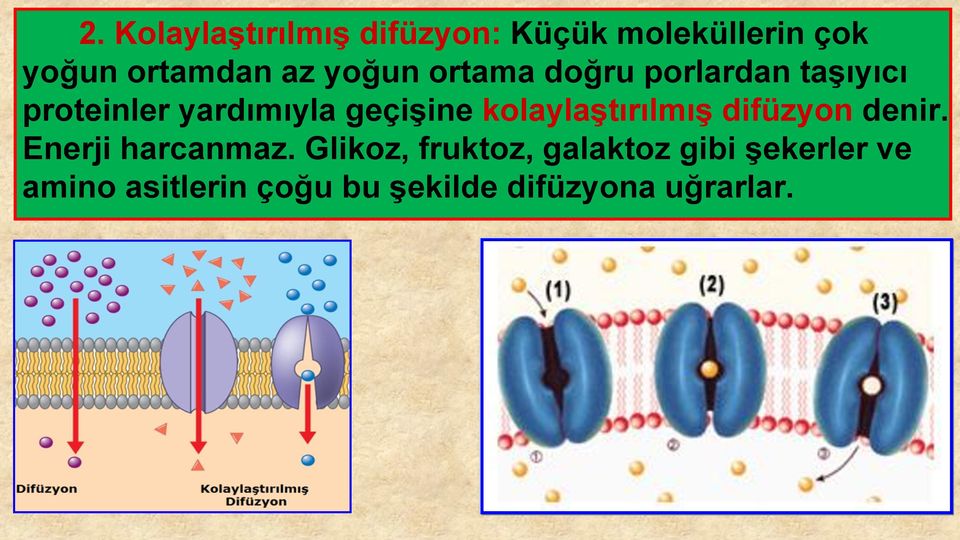 ortama doğru porlardan taşıyıcı proteinler yardımıyla geçişine