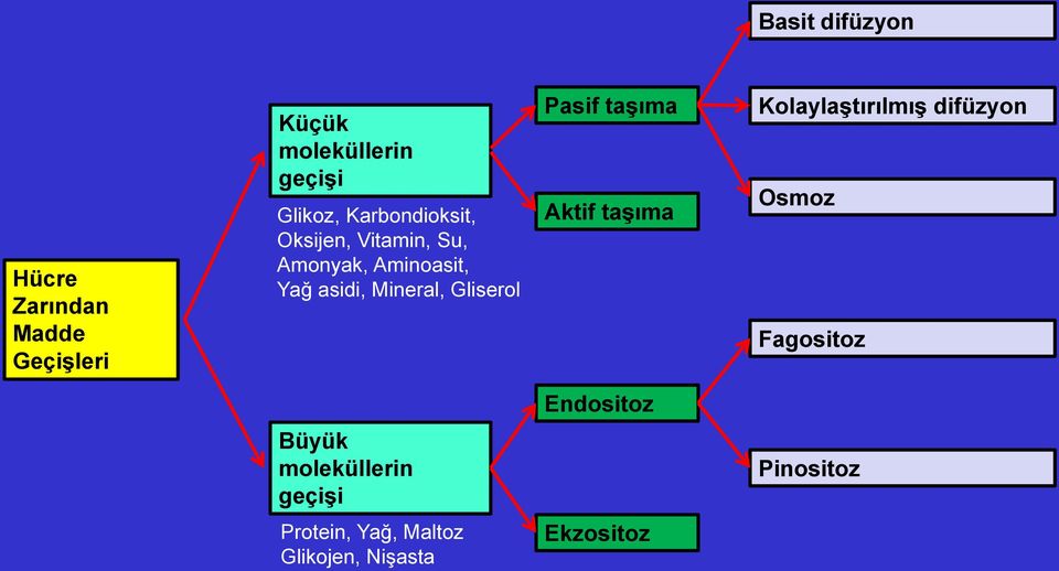 Gliserol Pasif taşıma Aktif taşıma Kolaylaştırılmış difüzyon Osmoz Fagositoz