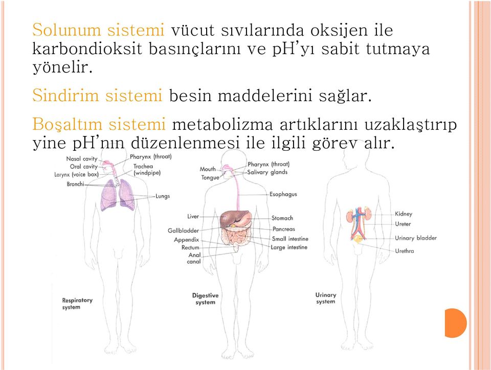 Sindirim sistemi besin maddelerini sağlar.