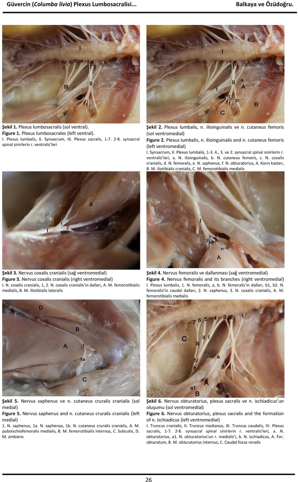 Nervus coxalis cranialis (right ventromedial) Şekil 2. Plexus lumbalis, n. ilioinguinalis ve n. cutaneus femoris (sol ventromedial) Figure 2. Plexus lumbalis, n. ilioinguinalis and n.