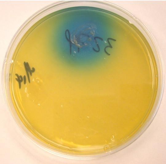 blue (CGB) agar (C.