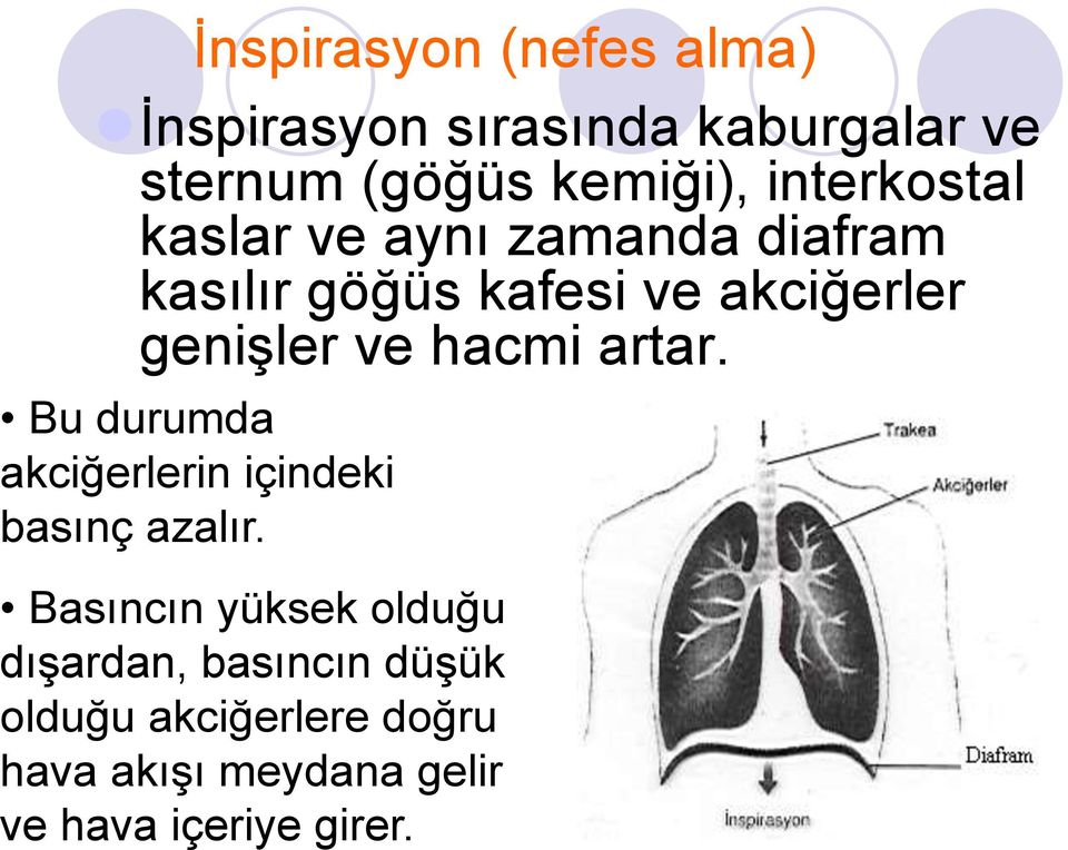 ve hacmi artar. Bu durumda akciğerlerin içindeki basınç azalır.