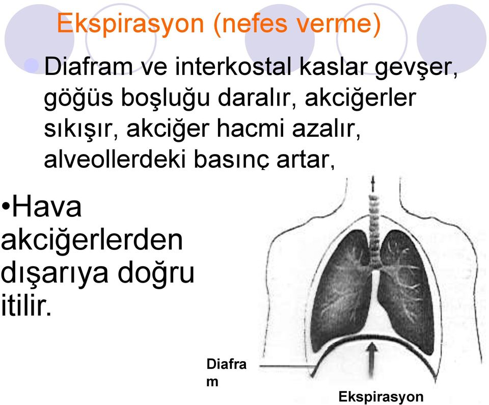 sıkışır, akciğer hacmi azalır, alveollerdeki basınç