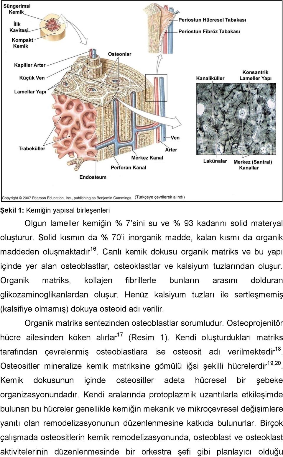 Canlı kemik dokusu organik matriks ve bu yapı içinde yer alan osteoblastlar, osteoklastlar ve kalsiyum tuzlarından oluşur.