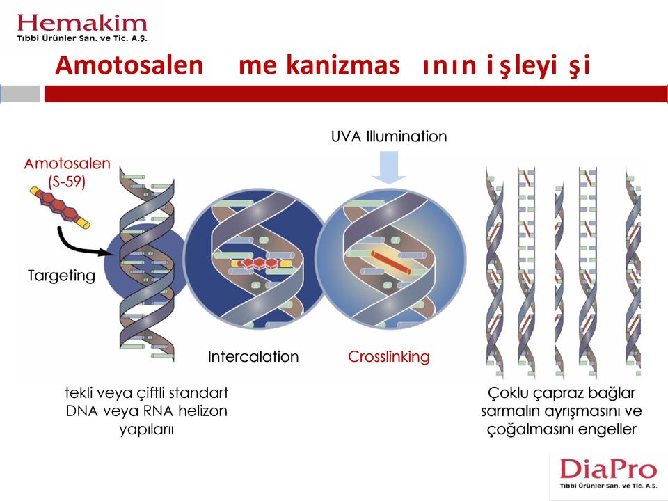 tekli veya çiftli standart DNA veya RNA helizon yapılarıı